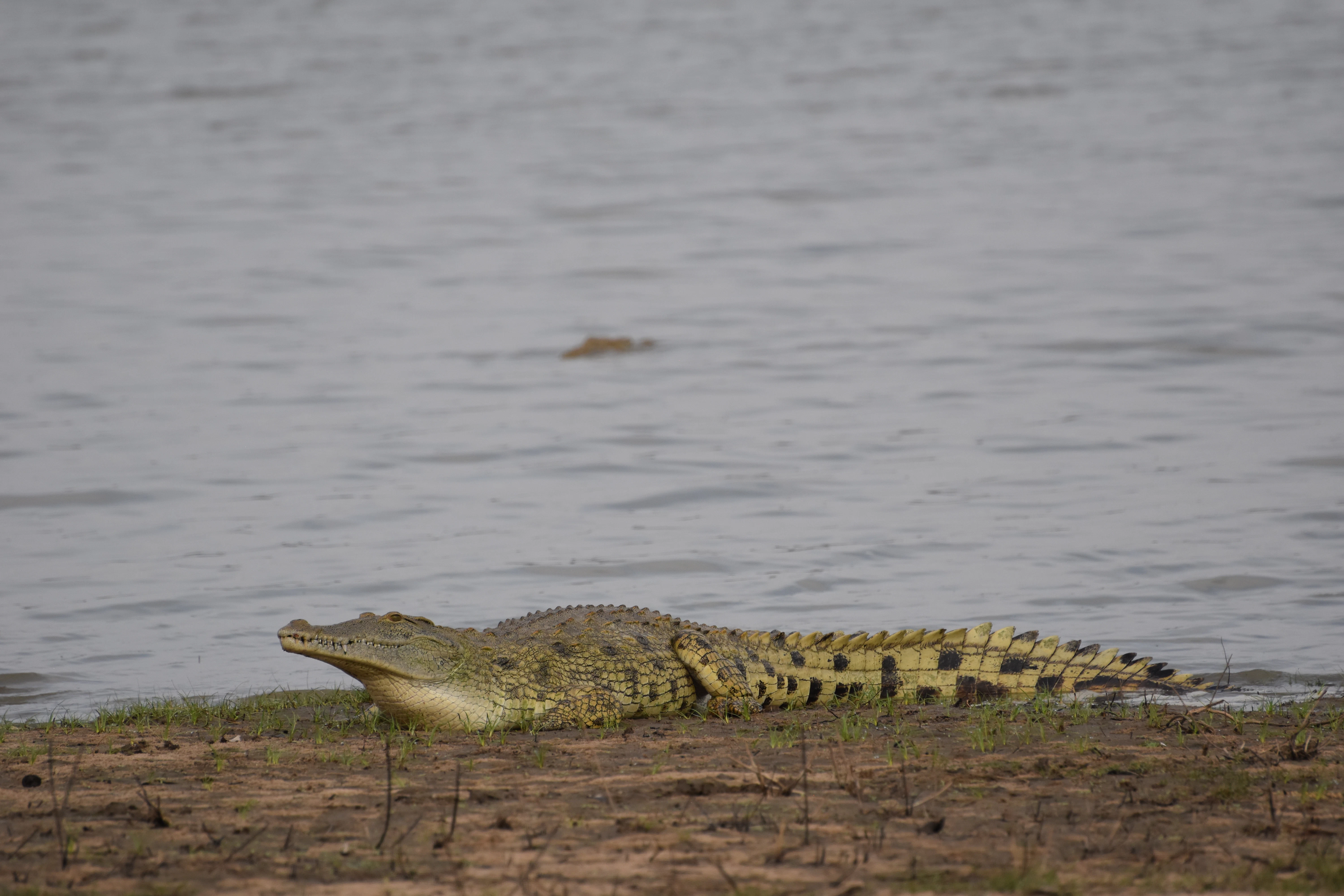 African wildlife in a Tanzania national park